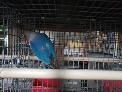 Blue Fisher Male Lovebird ( Cage#14)
