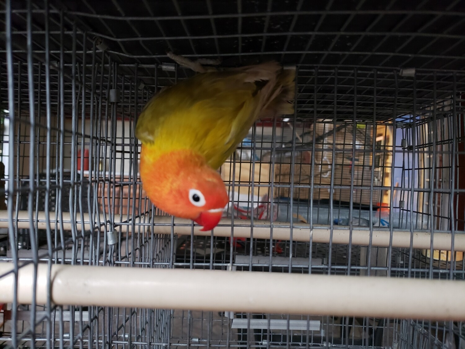 Euwing Orange Head Lovebird