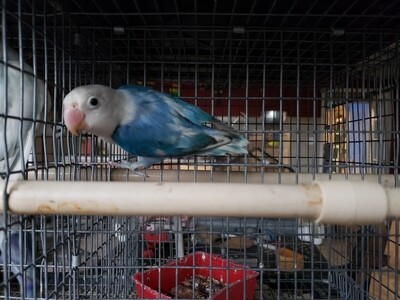 Blue Fisher Male Lovebird