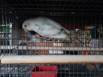 Male Arlequin white and black Lovebird