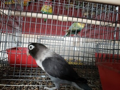 Black &amp; White Mauve Black mask Lovebird