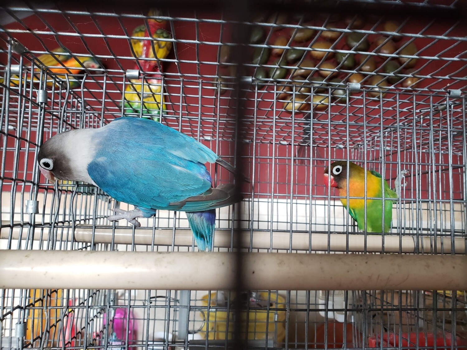 Blue Fisher Lovebird