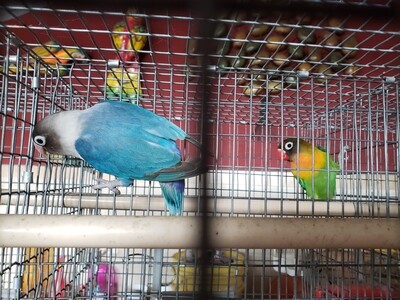 Blue Fisher Lovebird