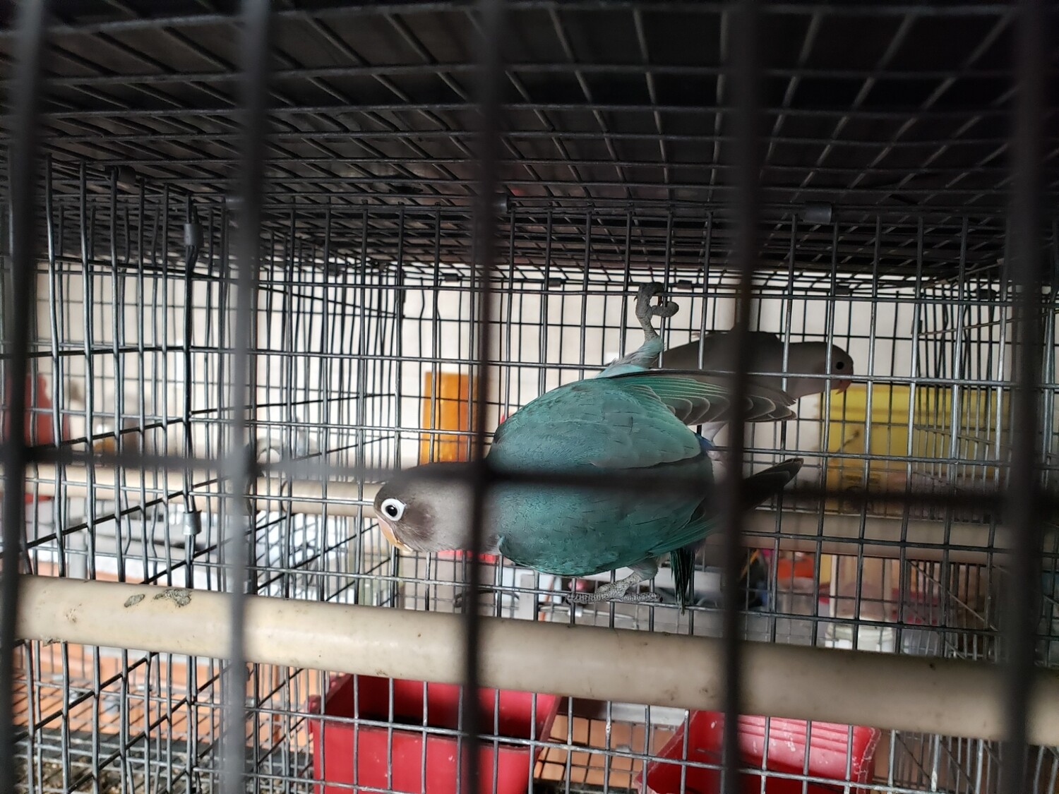 Adult  Fisher Lovebird