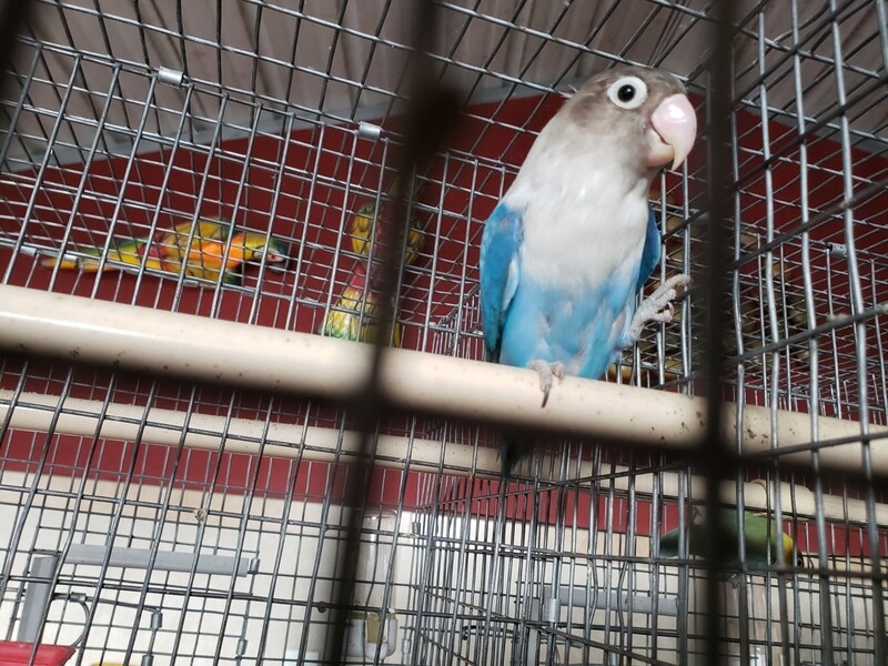 Adult Blue Fisher Lovebird