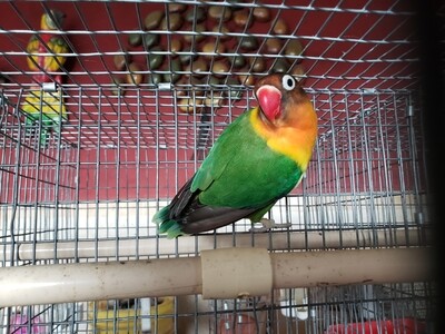 Green Fisher Lovebird