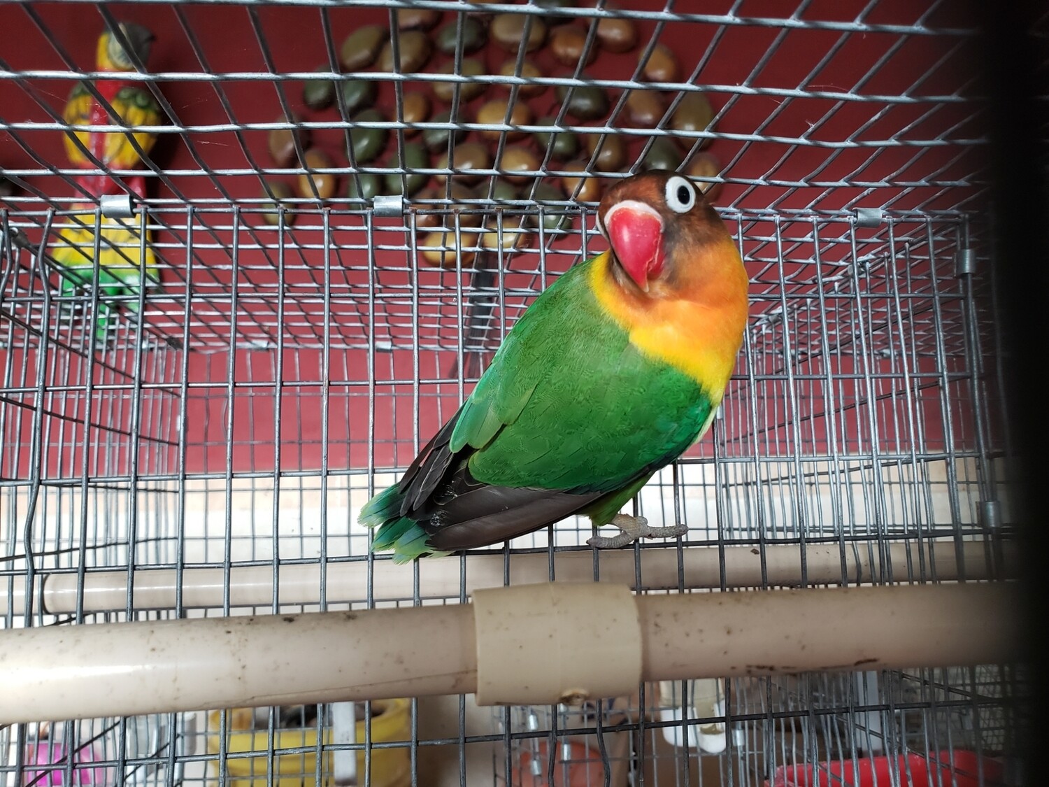 Green Fisher Lovebird