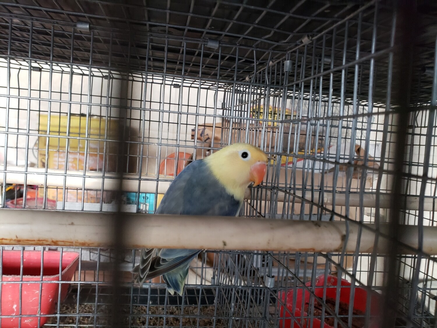 Clean Yellow Head Violet  Lovebird