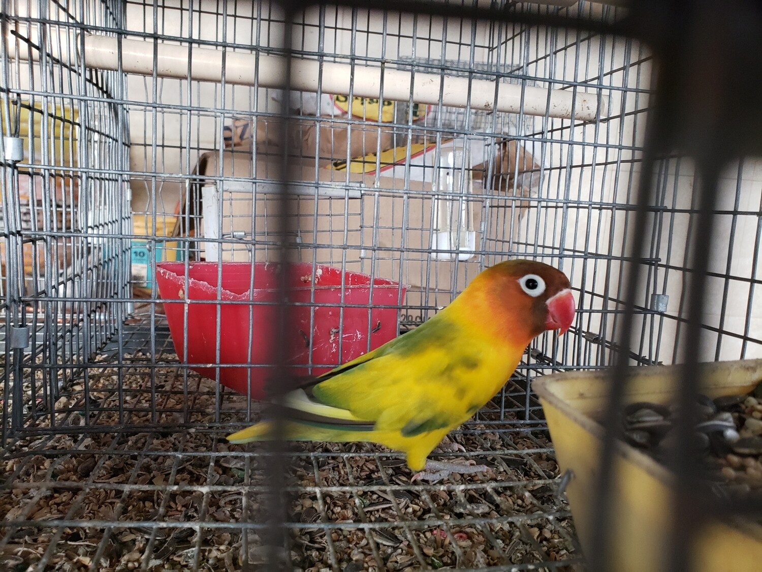 Green Arlequin Fisher Lovebird