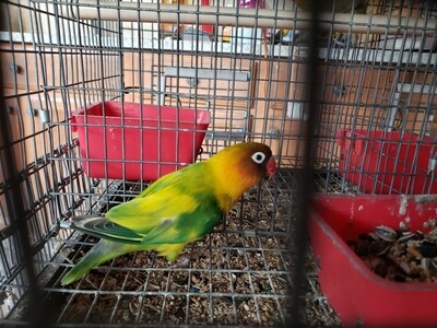 Green Arlequin Fisher Lovebird