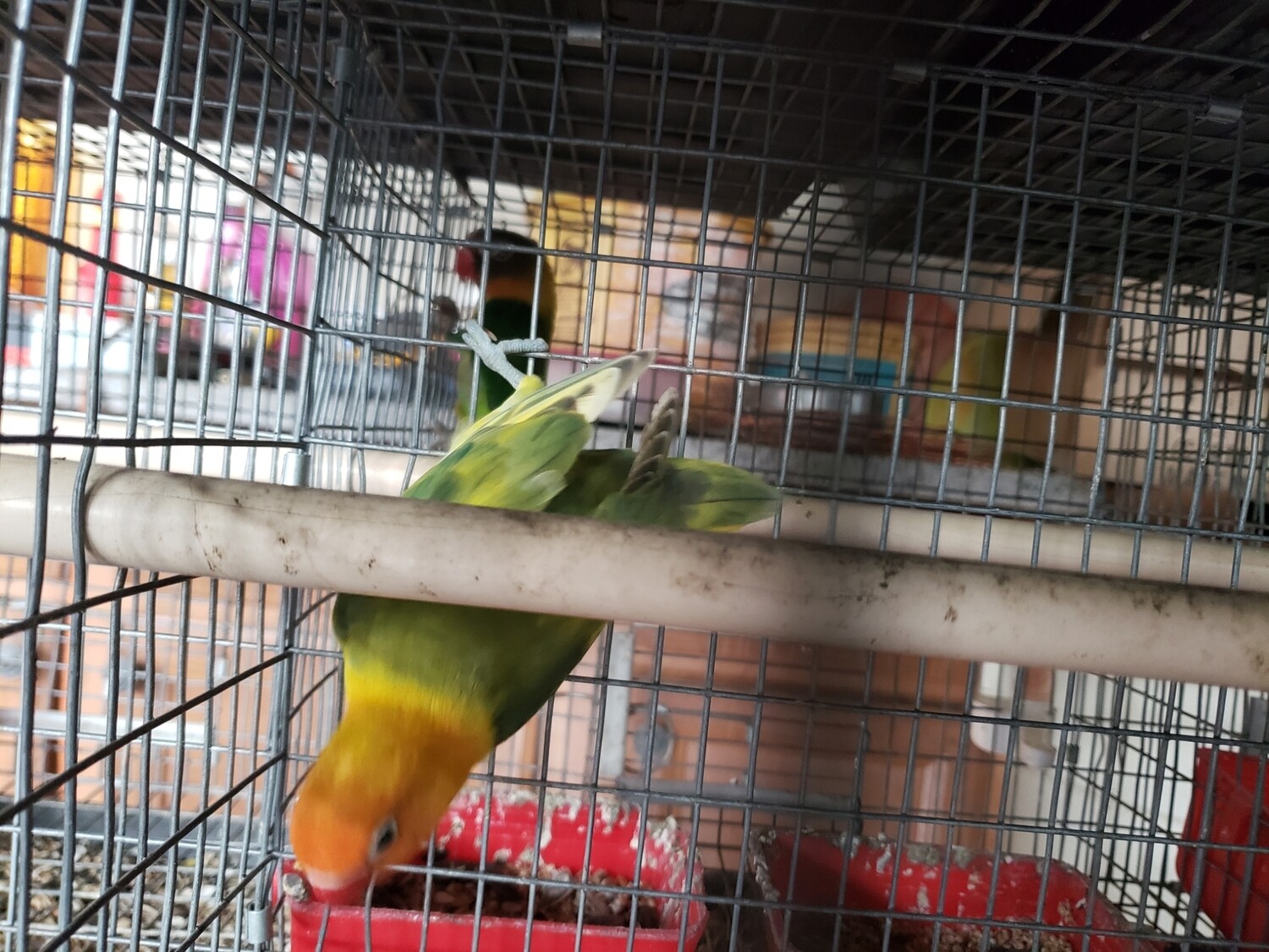 Green Fisher Lovebird