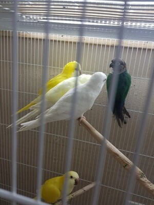 6 Yellow and White Quaker Parrors