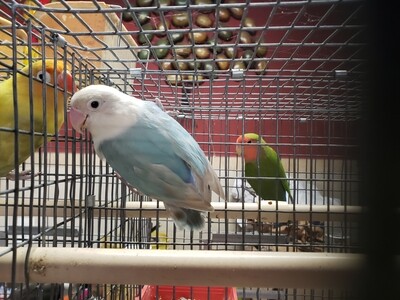 Light blue white head Lovebird