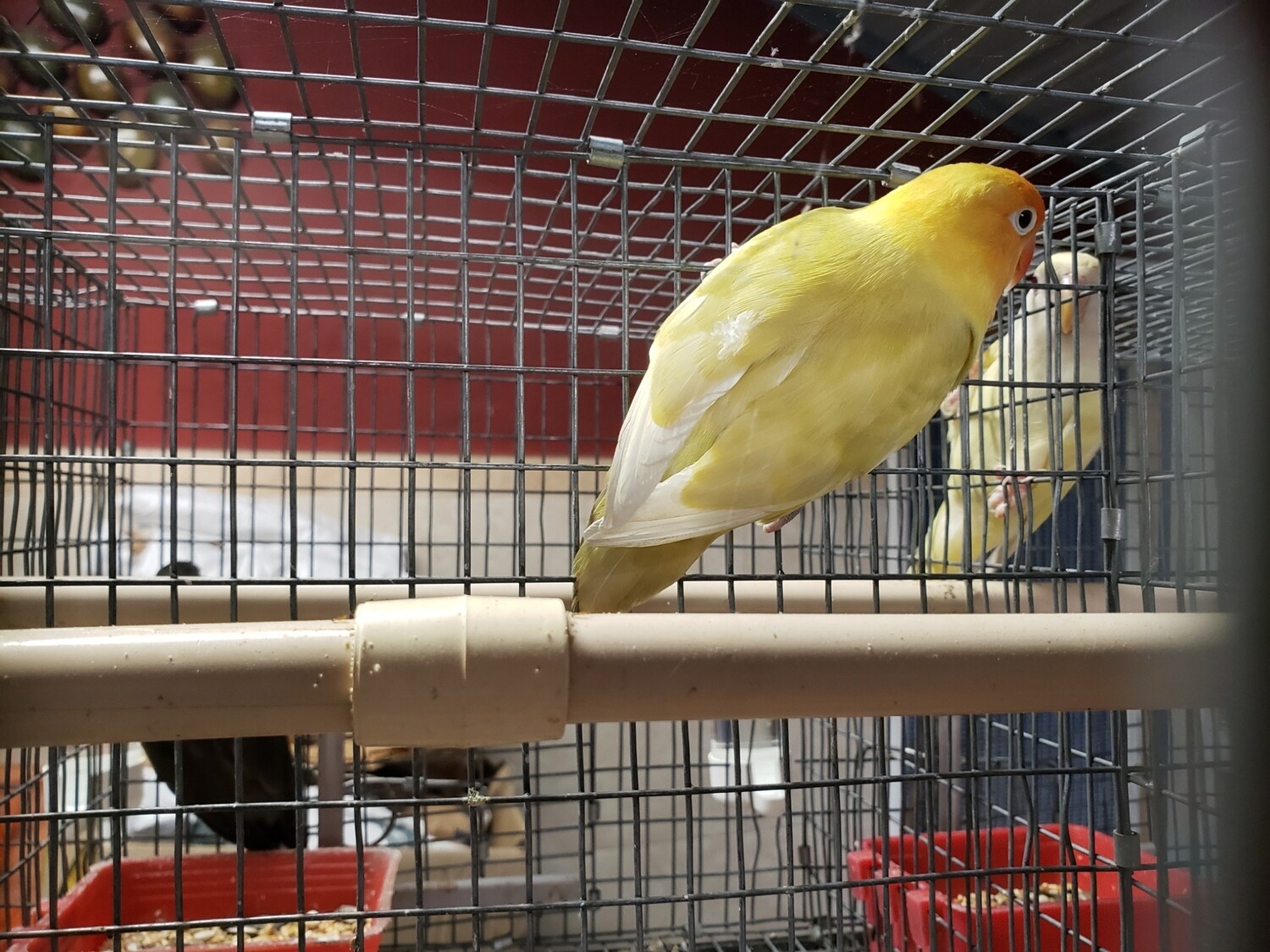 Parblue fisher  Lovebird