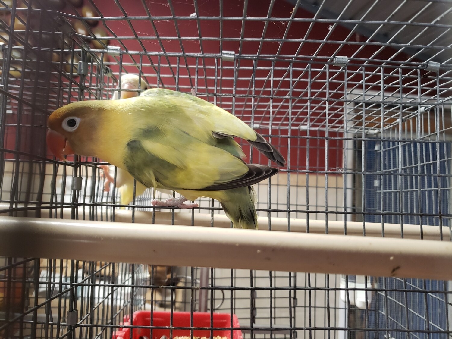 Arlequin Parblue fisher Lovebird