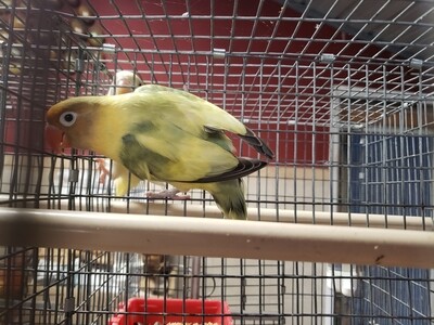 Arlequin Parblue fisher Lovebird