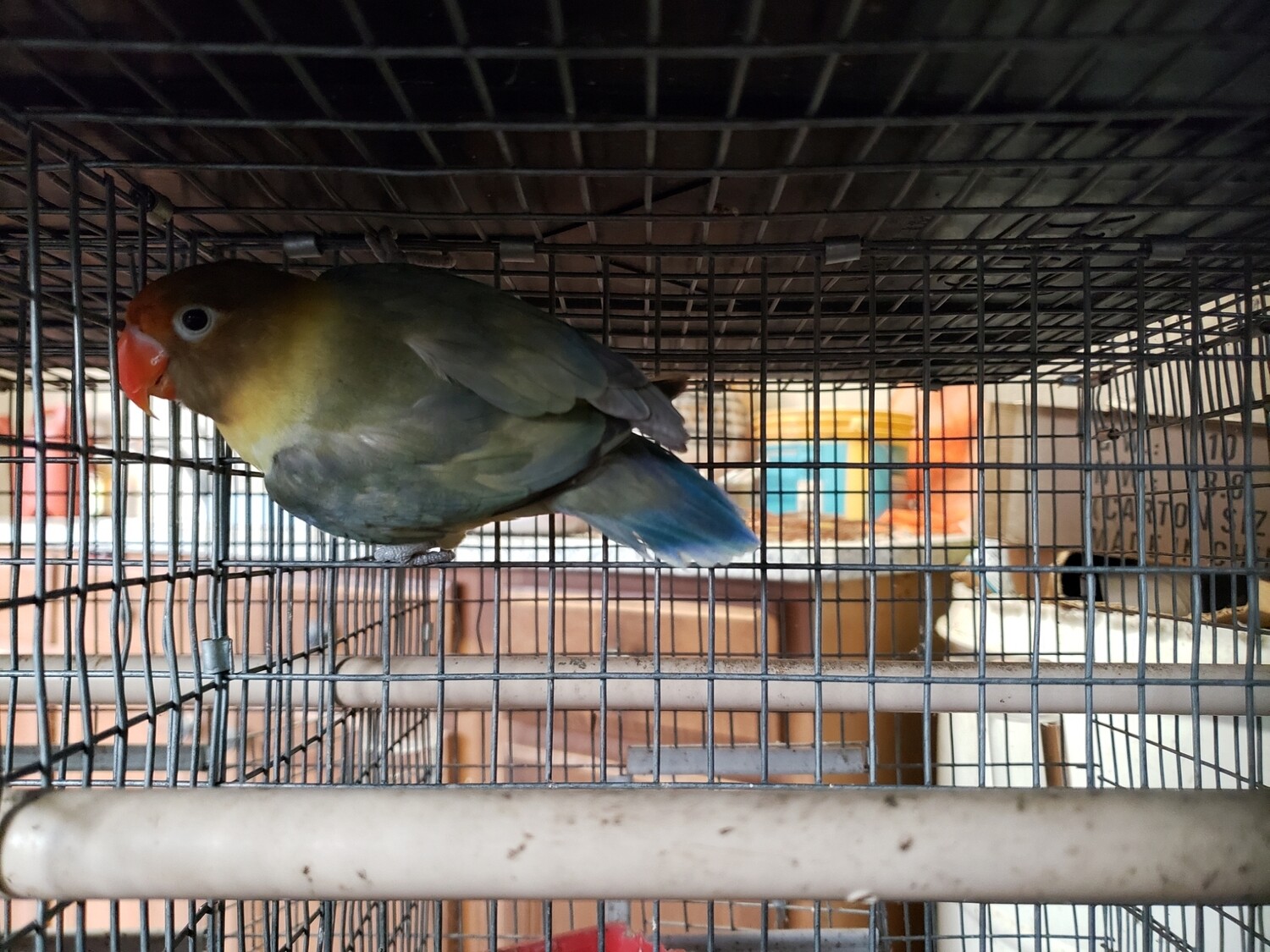 Parblue Fisher Lovebird