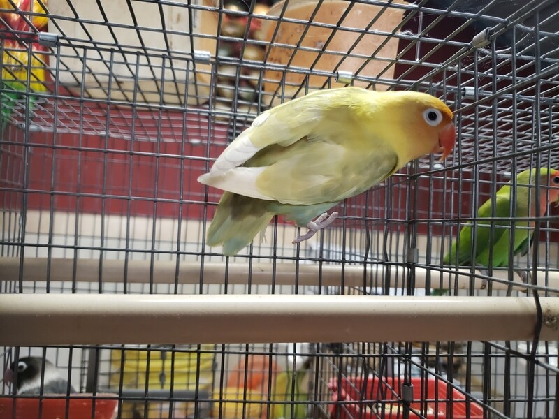 Adult Pastel Parblue Lovebird