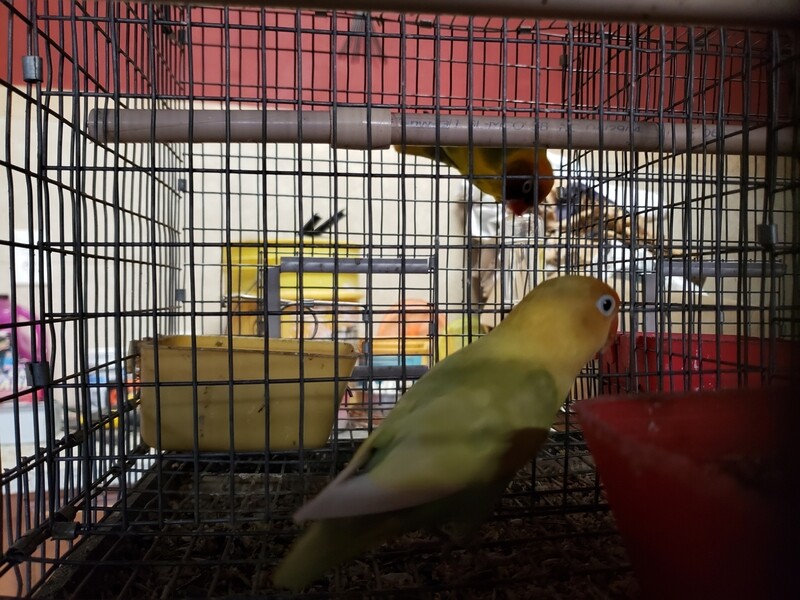 Adult Pastel Parblue Fisher Lovebird Adult Pastel Parblue Fisher Lovebird