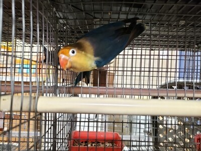 Adult violet Parblue  Fisher Lovebird