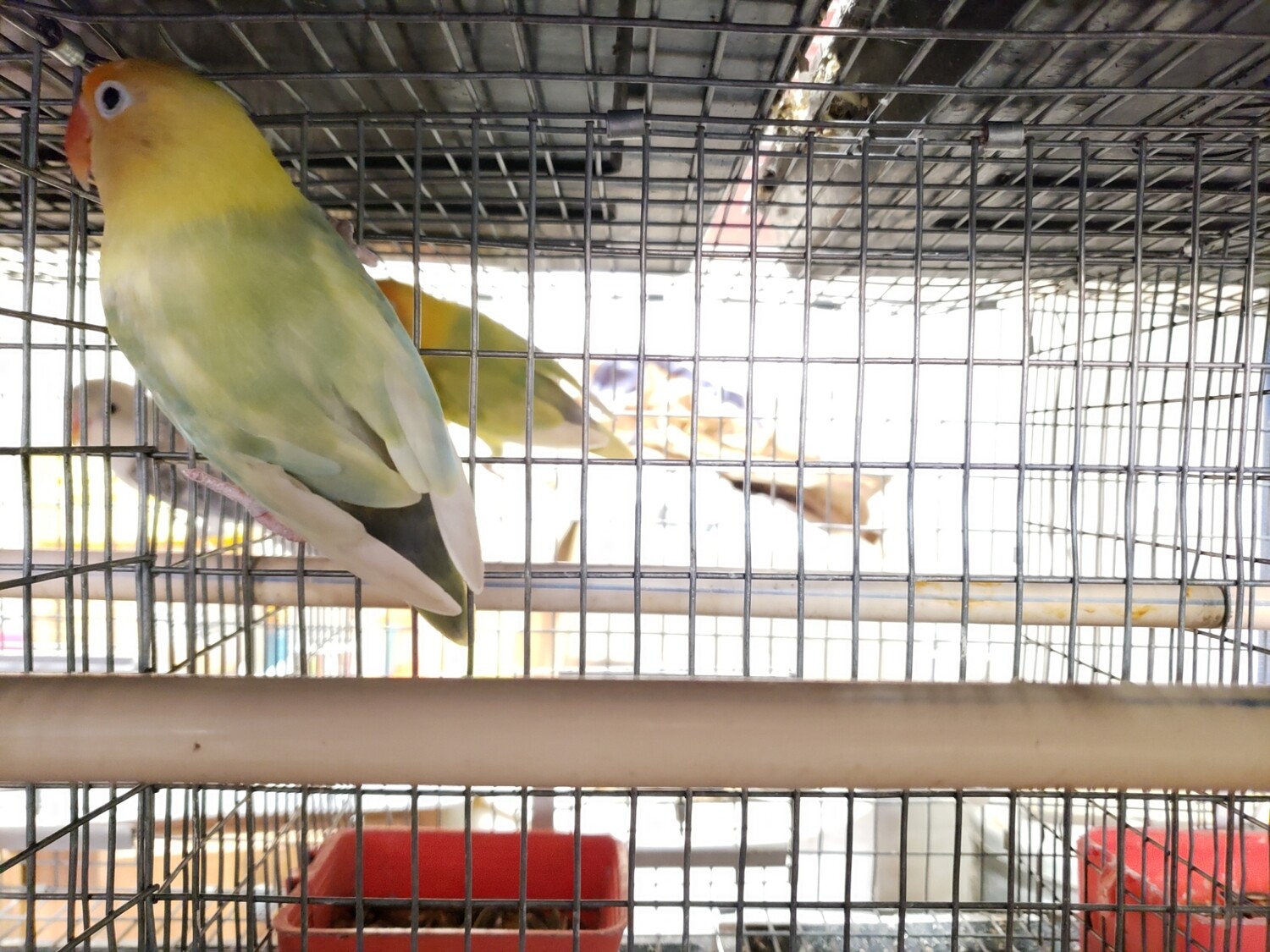 Adult Parblue Pastel Fisher Lovebird
