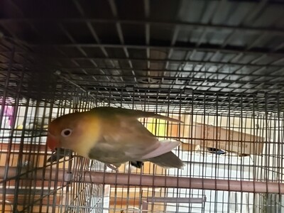 Fisher Parblue Lovebird