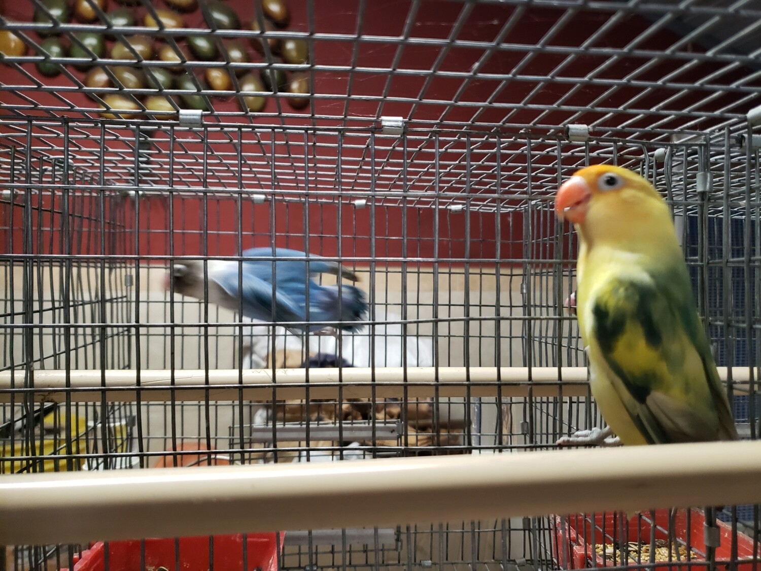 Adult Arlequi  Parblue  Fisher Lovebird Female