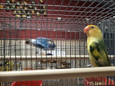 Adult Arlequi  Parblue  Fisher Lovebird Female