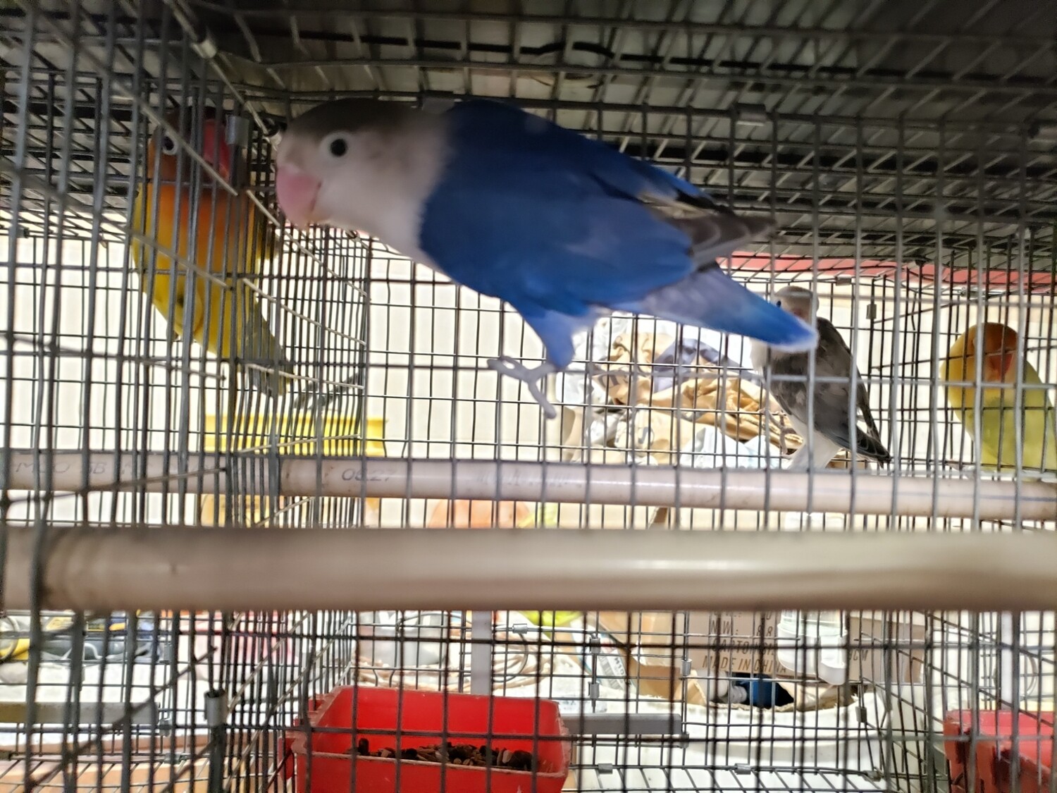 Blue Fisher  Lovebird