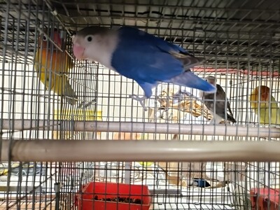Blue Fisher  Lovebird