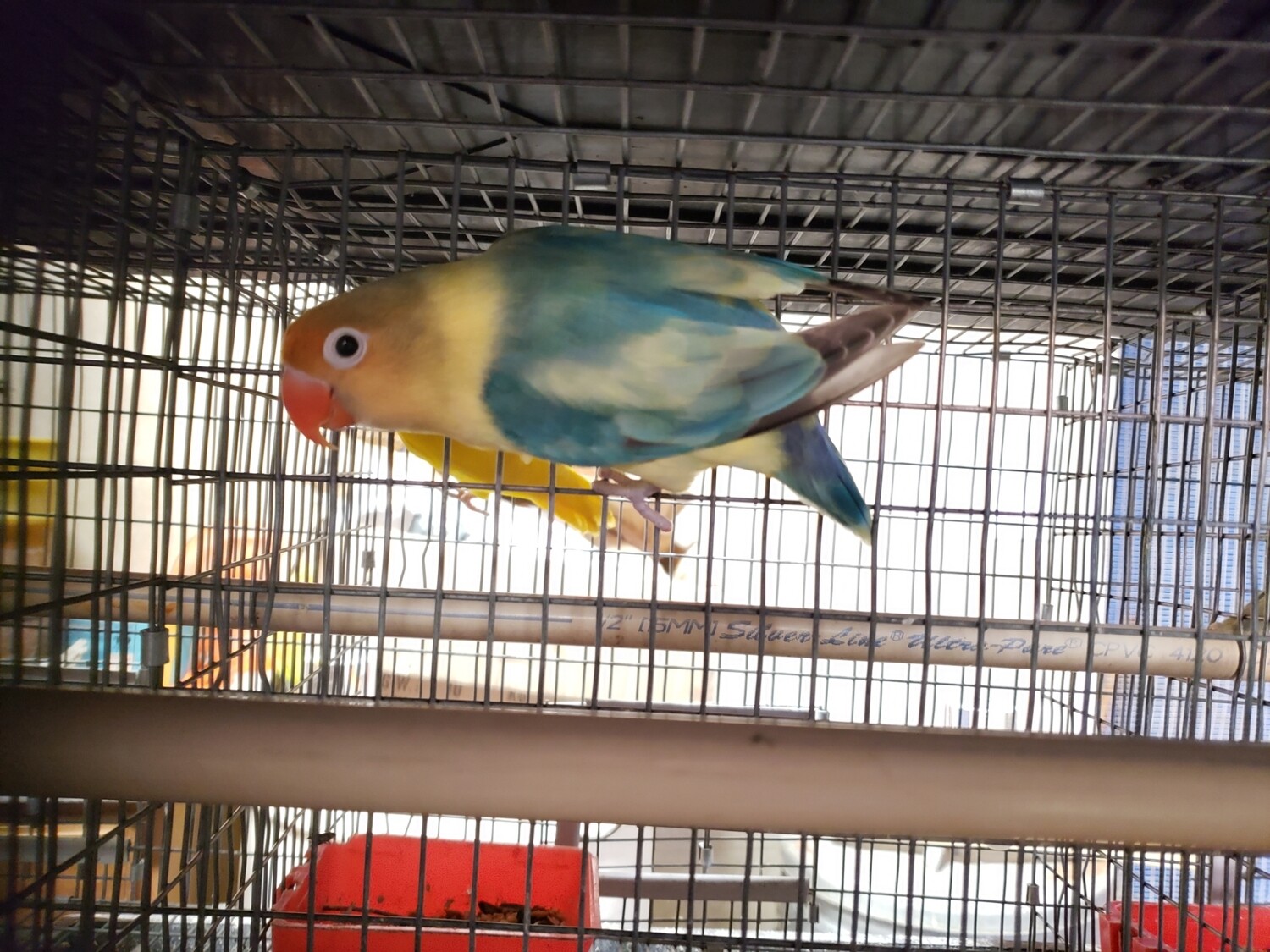 Green Arlequin Fisher Lovebird