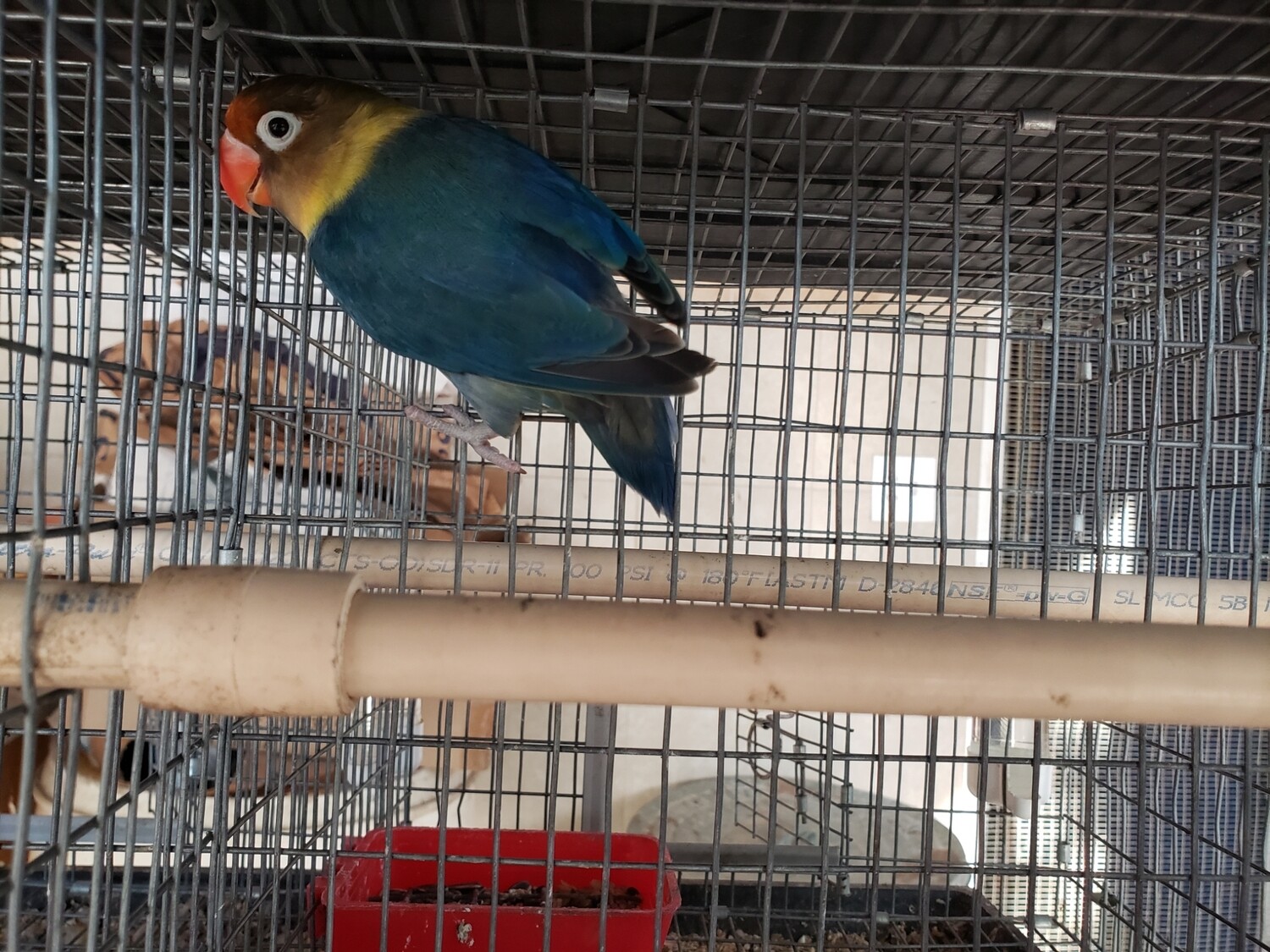 Adult Parblue Violet MaleFisher Lovebird
