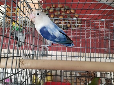 Blue Fisher Lovebird