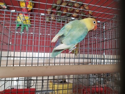 Green Parblue Fisher Lovebird