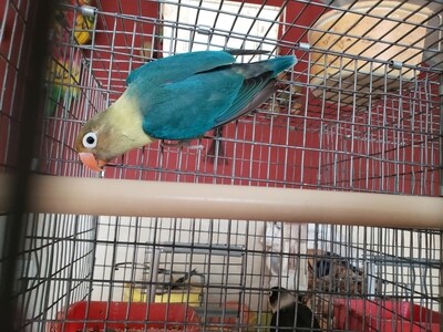 Fisher Parblue Lovebird