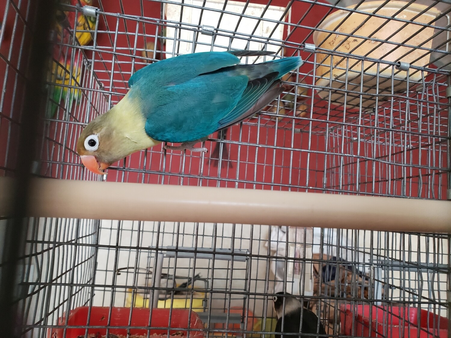 Fisher Parblue Lovebird