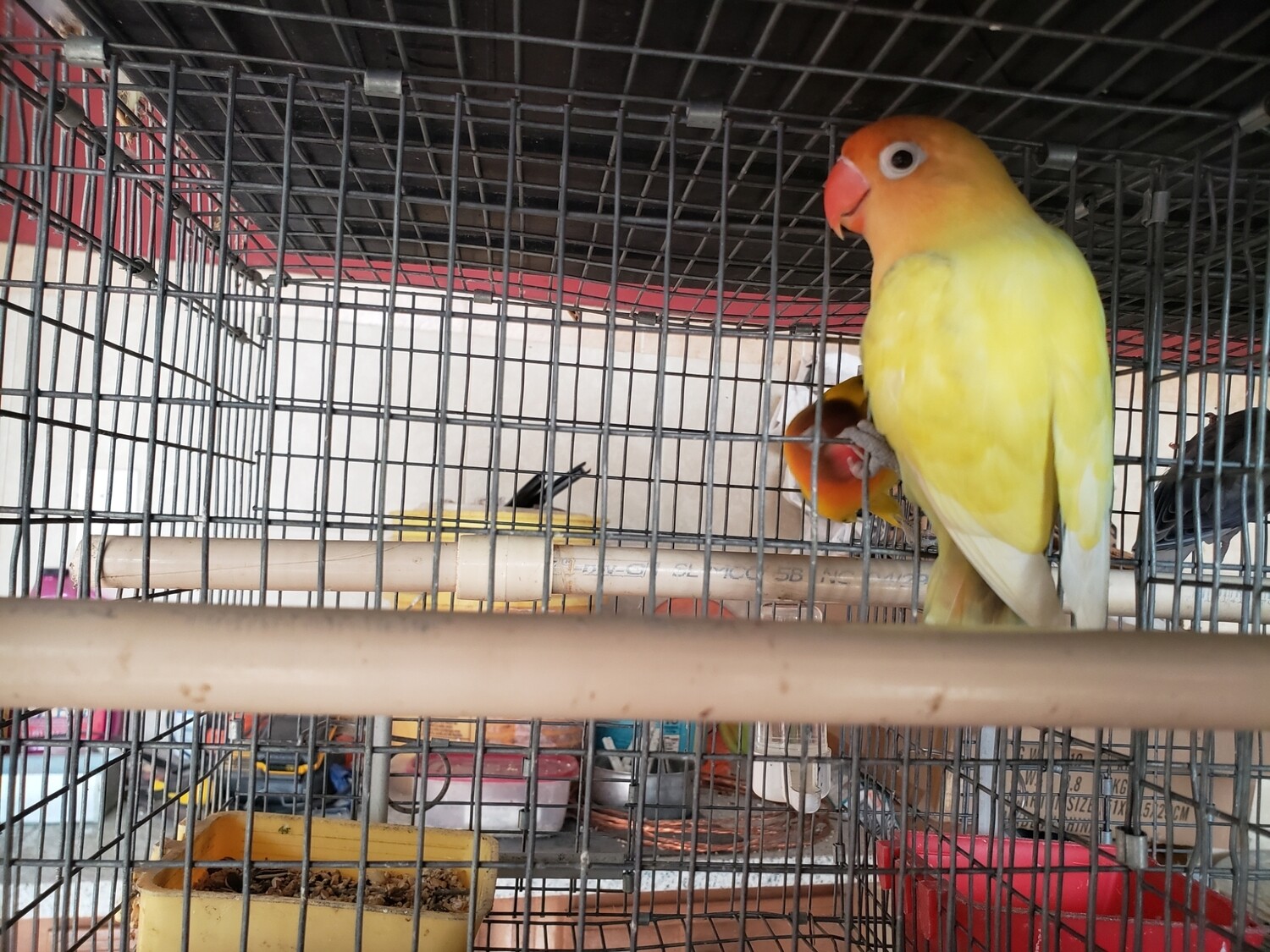 Parblue Pastel Fisher Lovebird