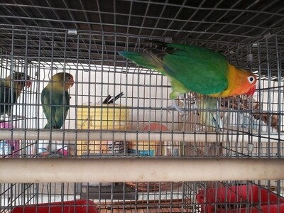 Green Fisher Lovebird