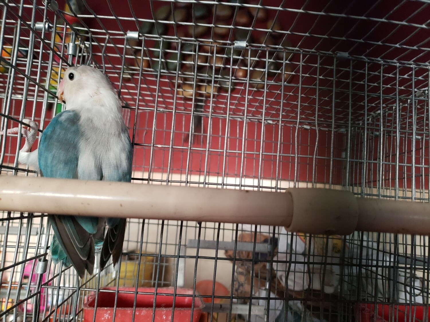 Acua Fisher Female Lovebird
