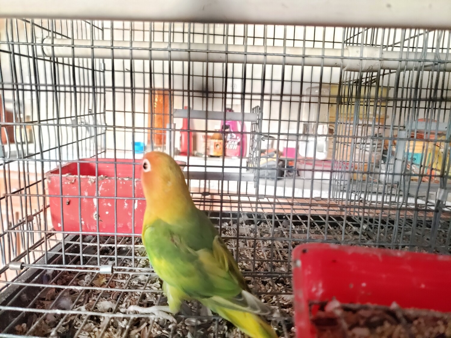 Green Male Fisher Lovebird