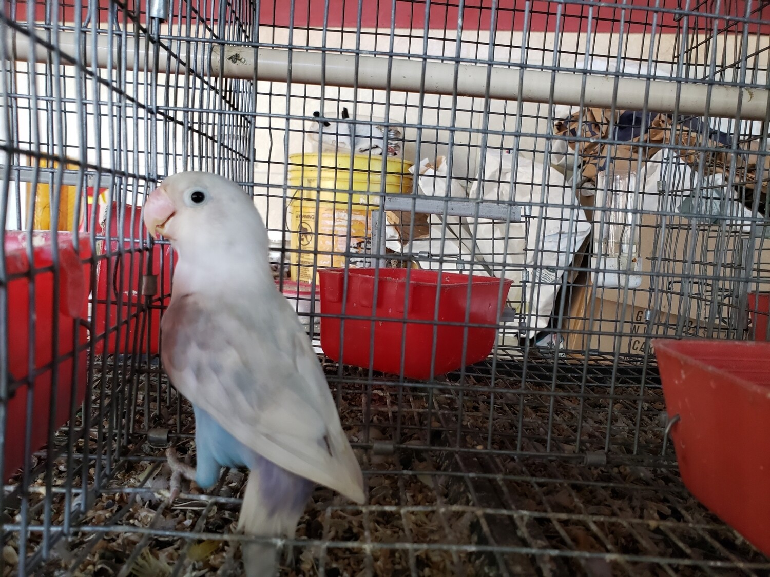 Gray Delute Fisher Lovebird