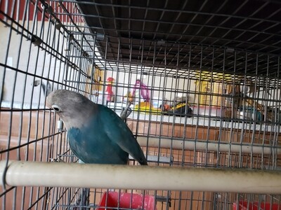 Blue Fisher Male Lovebird ( cage#27)
