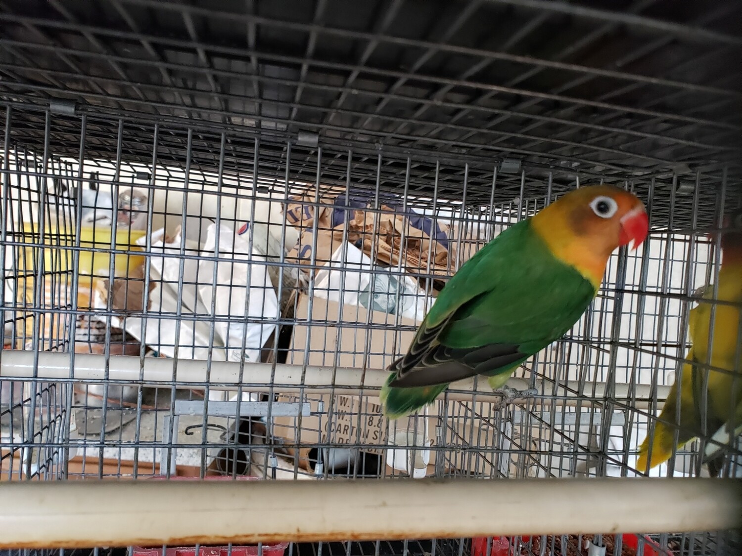 Green  Fisher Lovebird Male