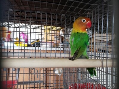 Green Fisher Lovebird
