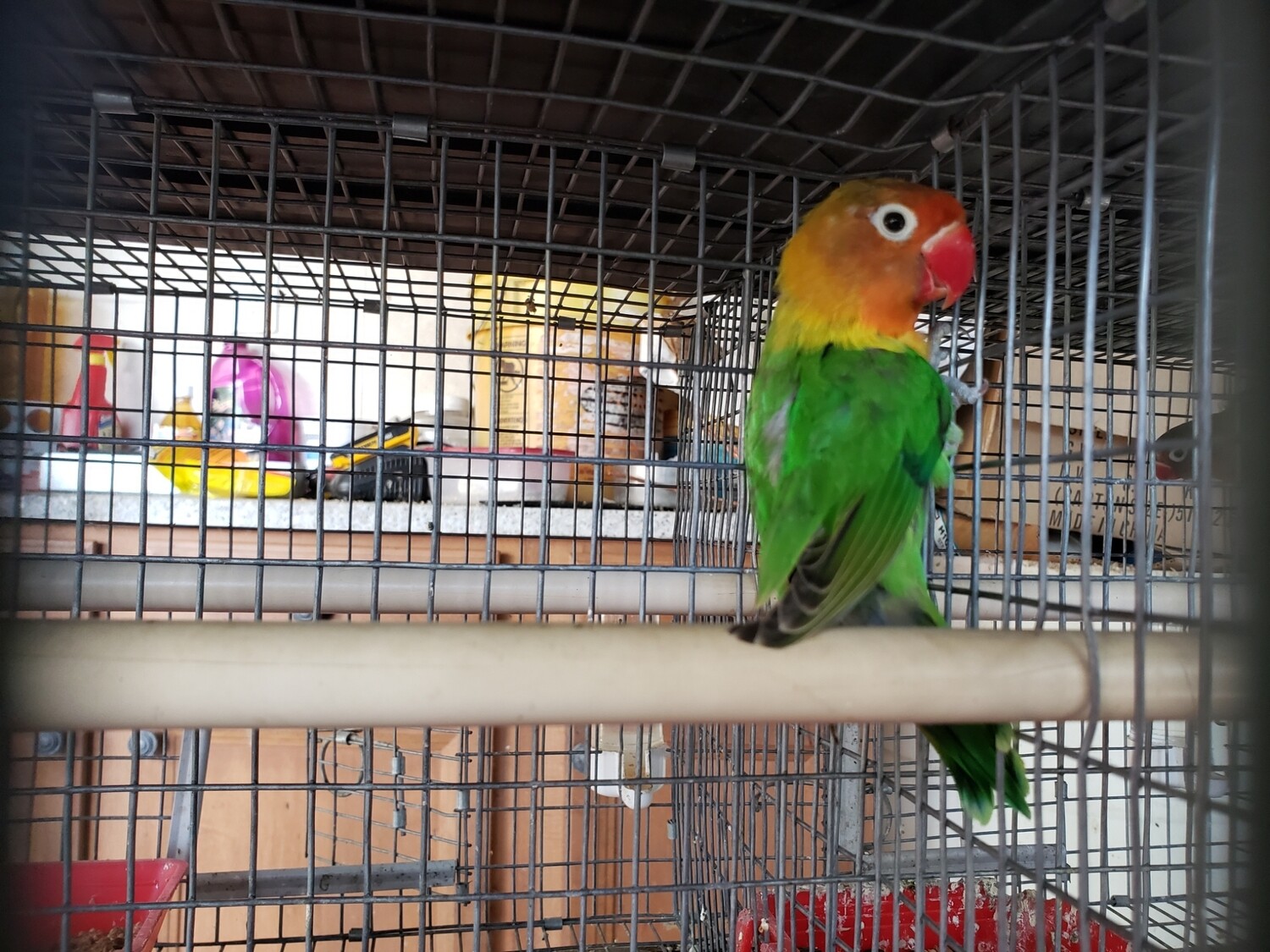 Green Fisher Lovebird
