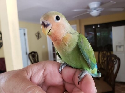 Baby green Peach Face Lovebird Handfed Tame