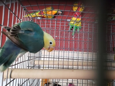 Green Clean Yellow Head Male Lovebird