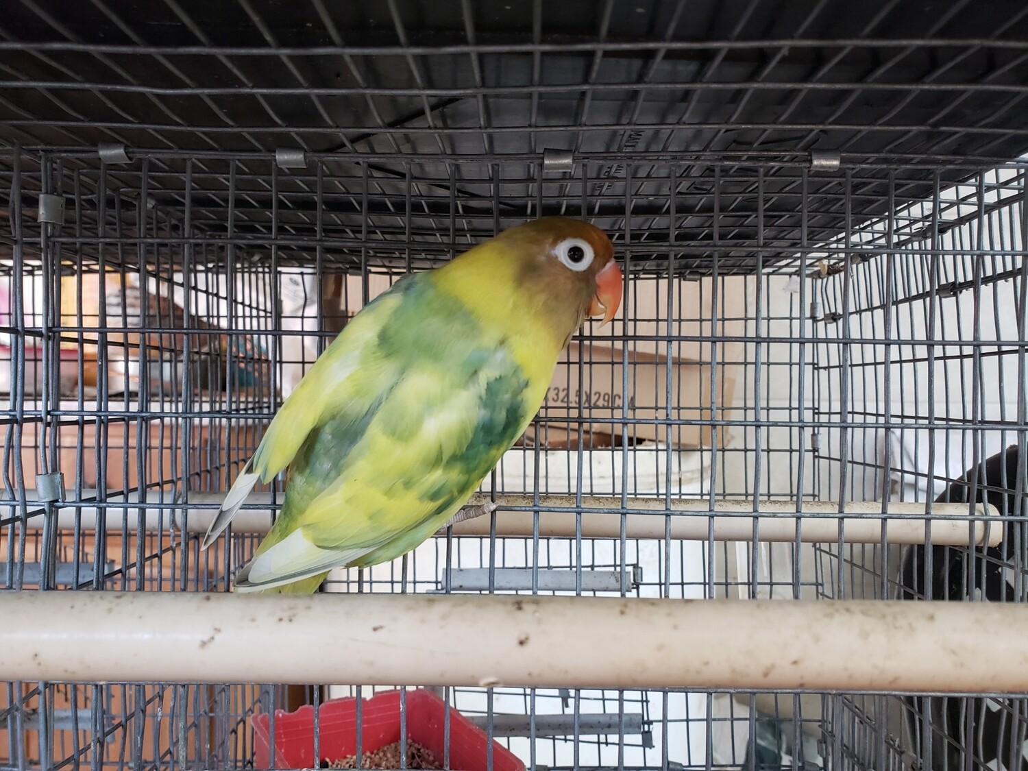 Green Arlequin Fisher  Lovebird
