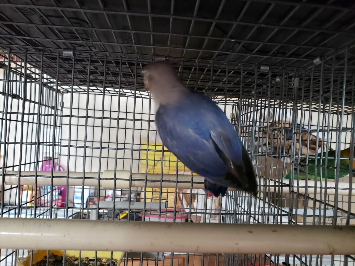 Violet Female Fisher Lovebird