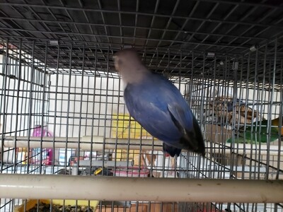 Violet Female Fisher Lovebird